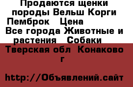 Продаются щенки породы Вельш Корги Пемброк › Цена ­ 40 000 - Все города Животные и растения » Собаки   . Тверская обл.,Конаково г.